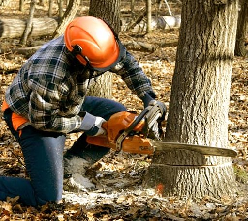 Tree Removal in Burke, NY